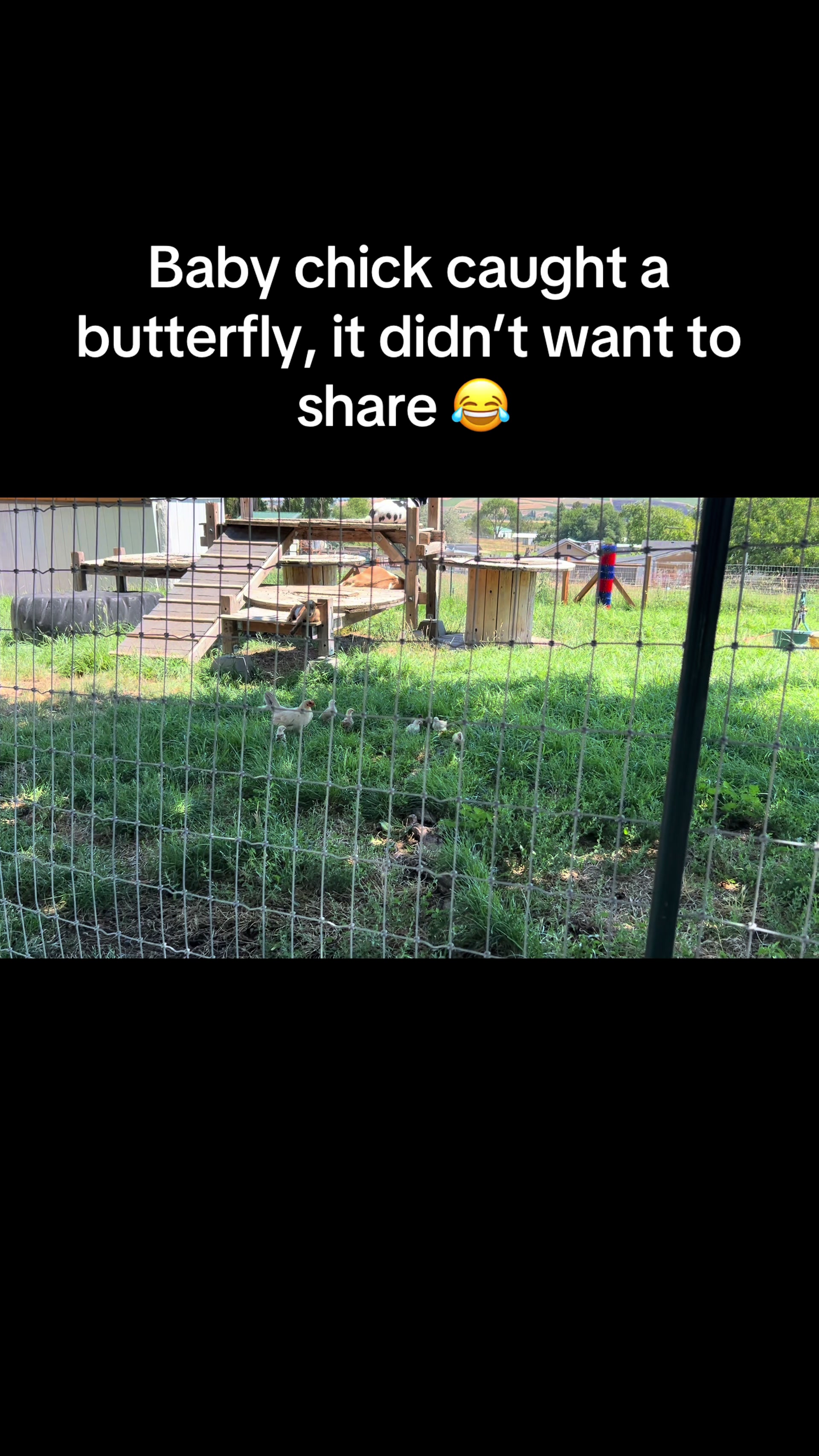 @WollamFarm