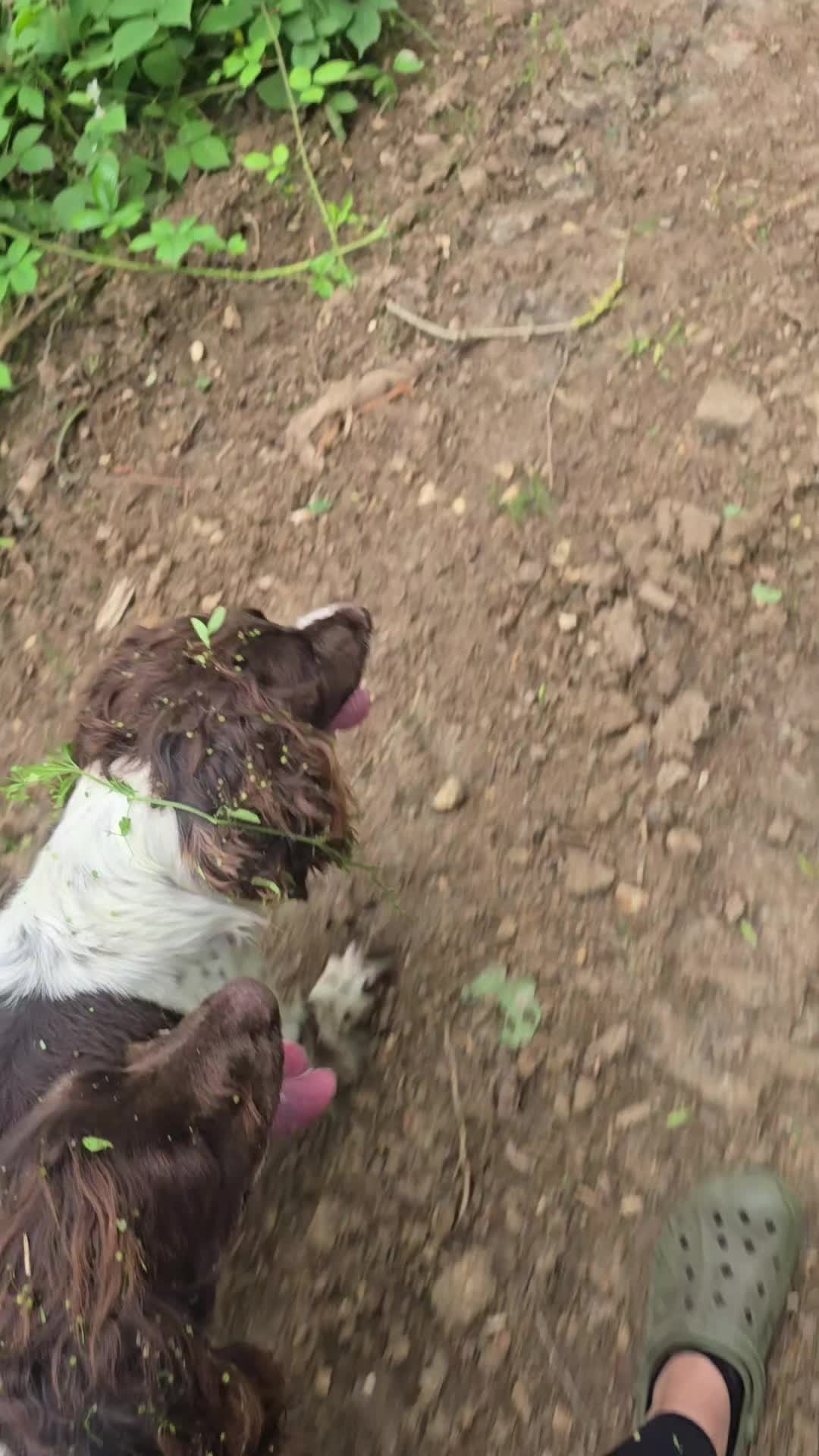 @MillHillGundogs