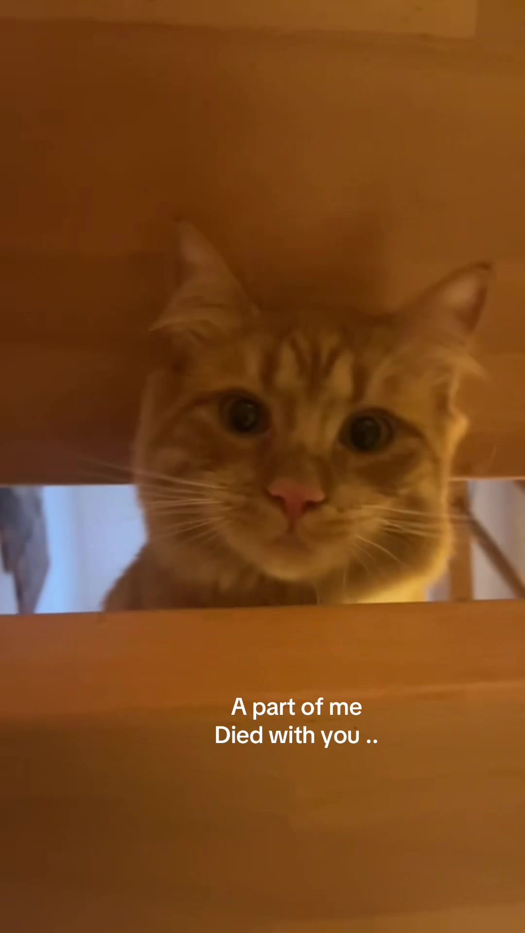@Amélie🐆⭐️