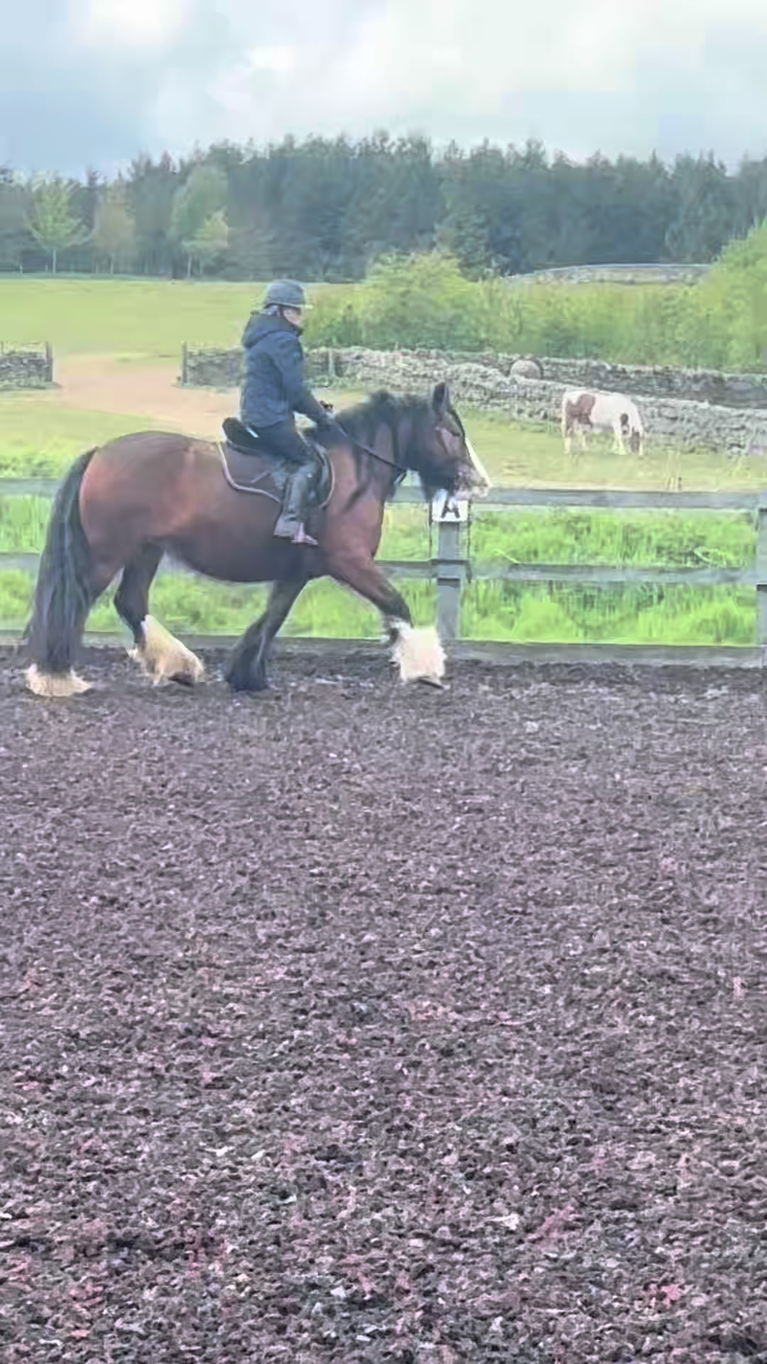 @Ellie 🐴🏎️