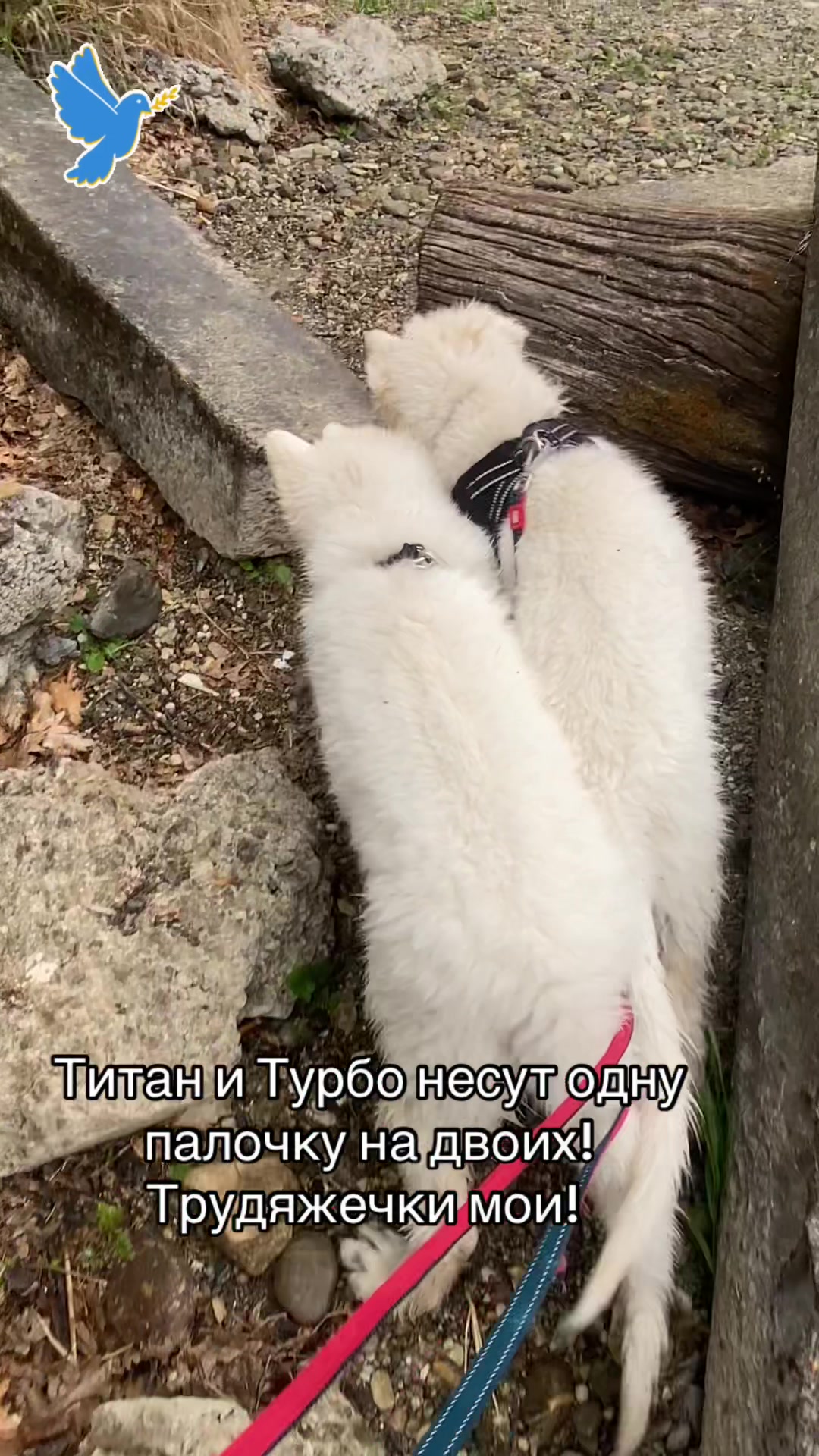 @white_ange_dog