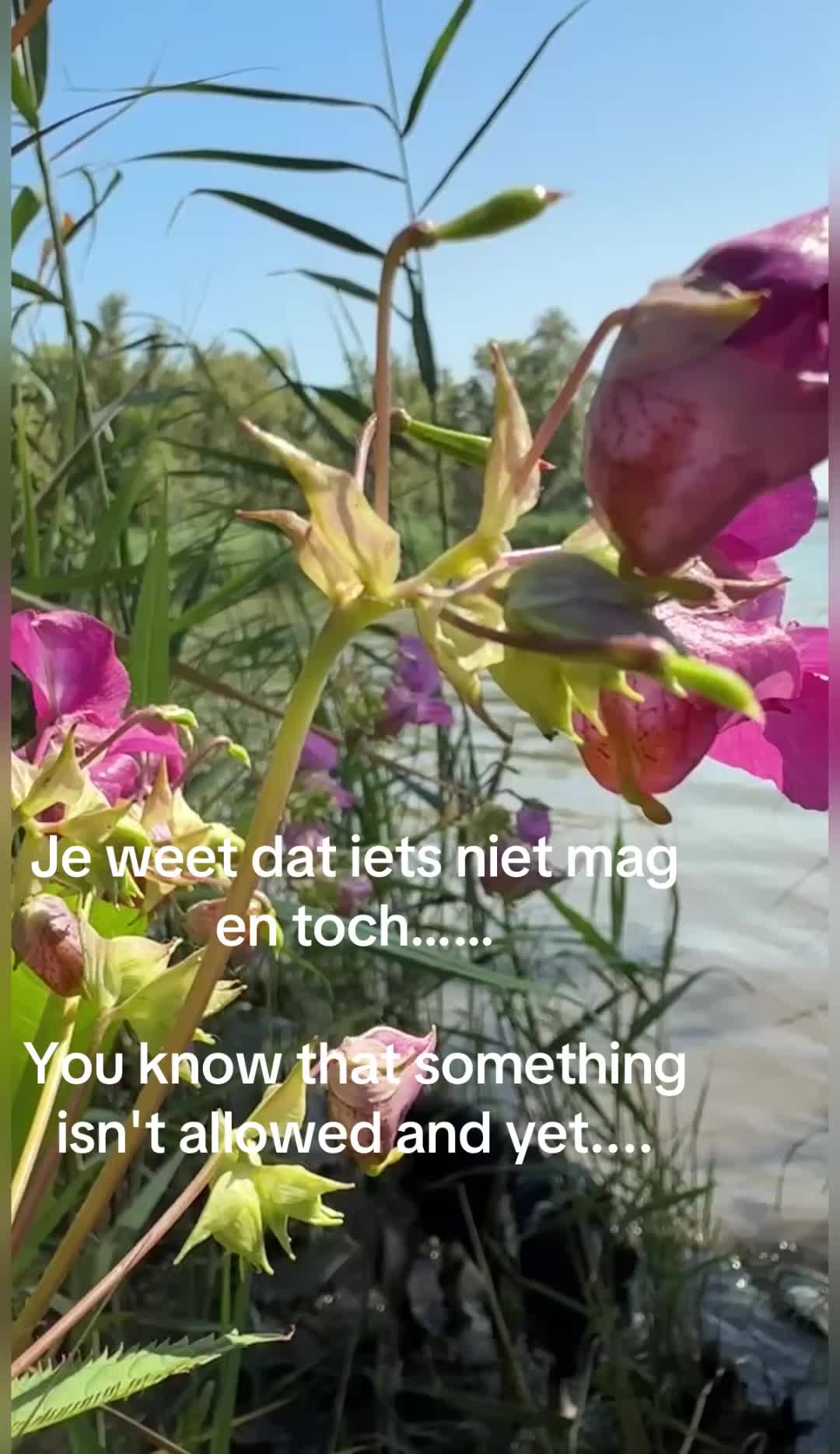 @op_reis_met_jezus