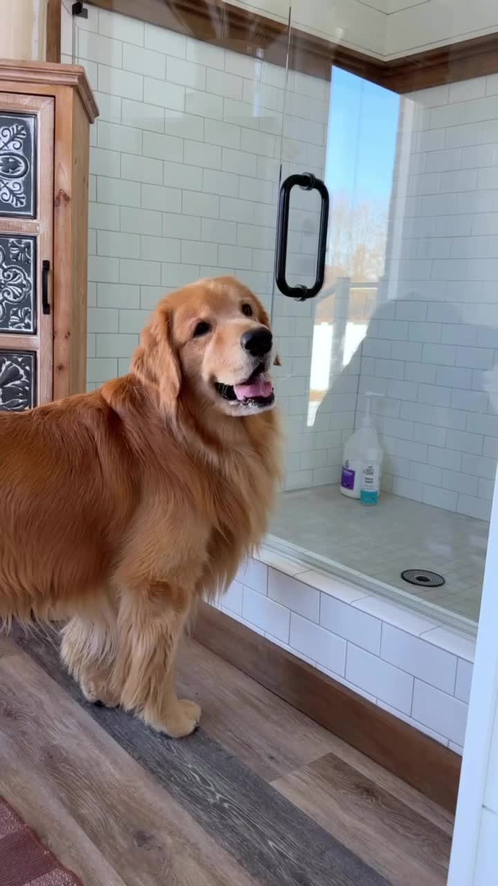 @DogGrooming101