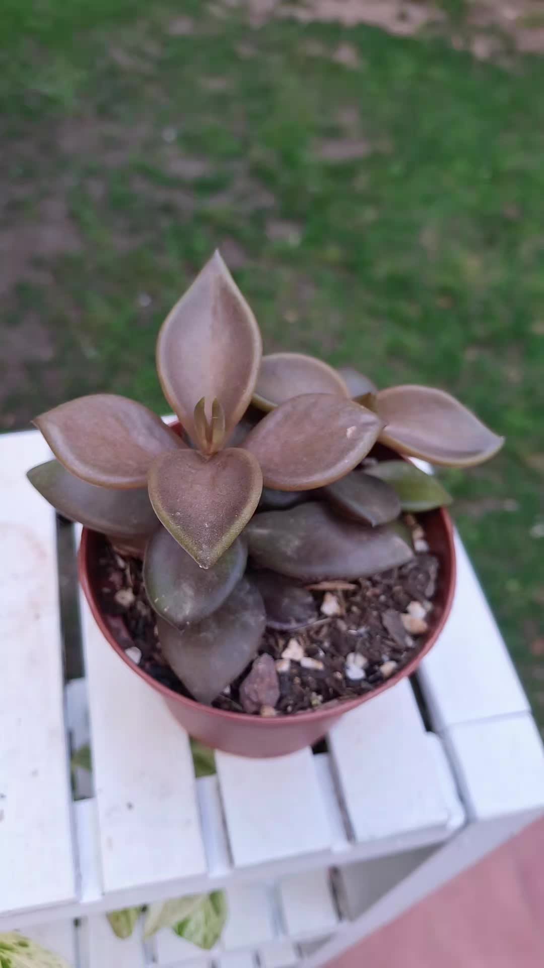 @Succulent_ninja