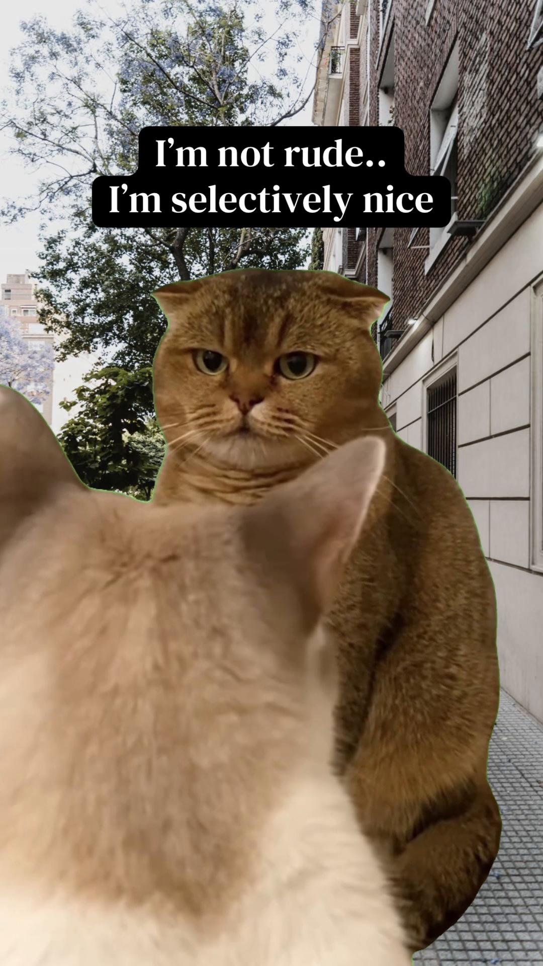 @Meow Town