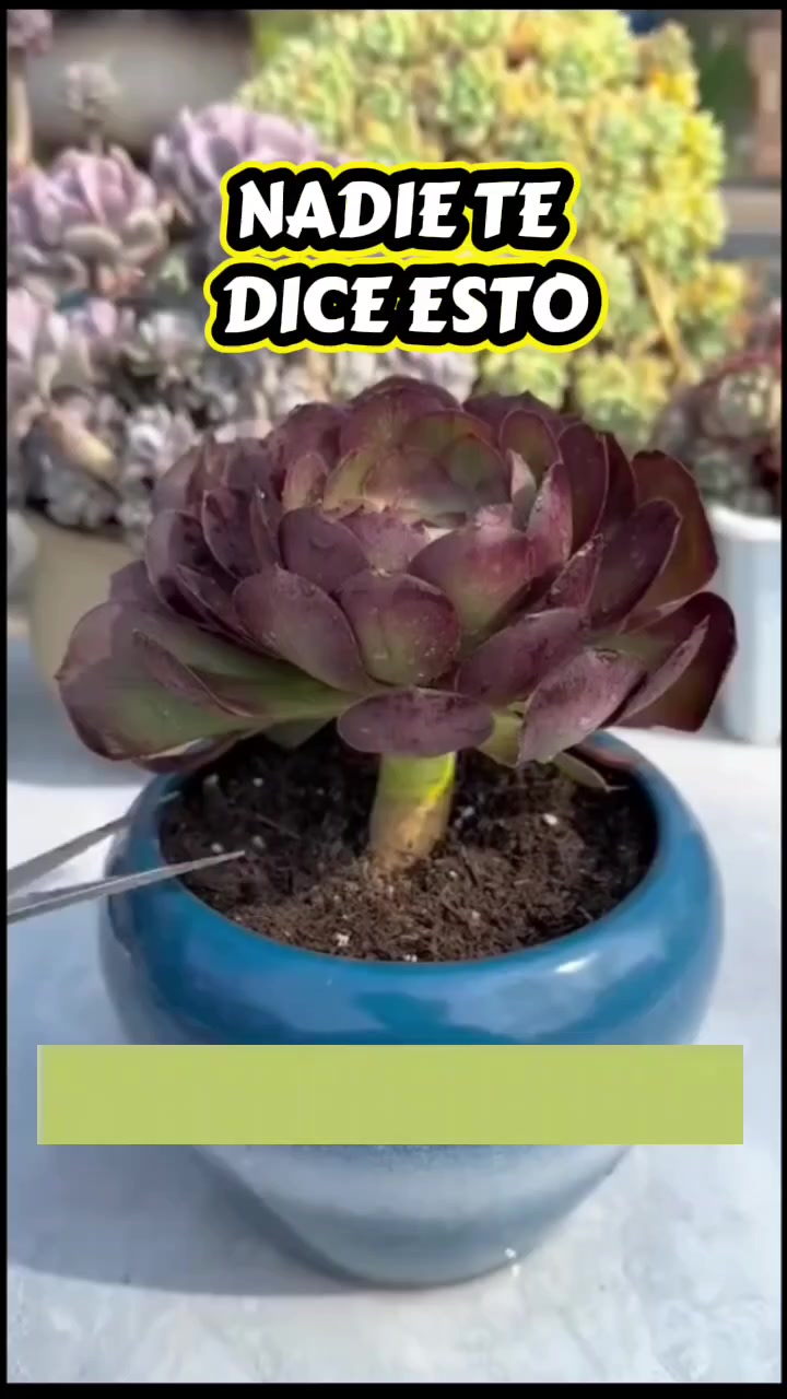 @Osshira| Jardineria y Huerto