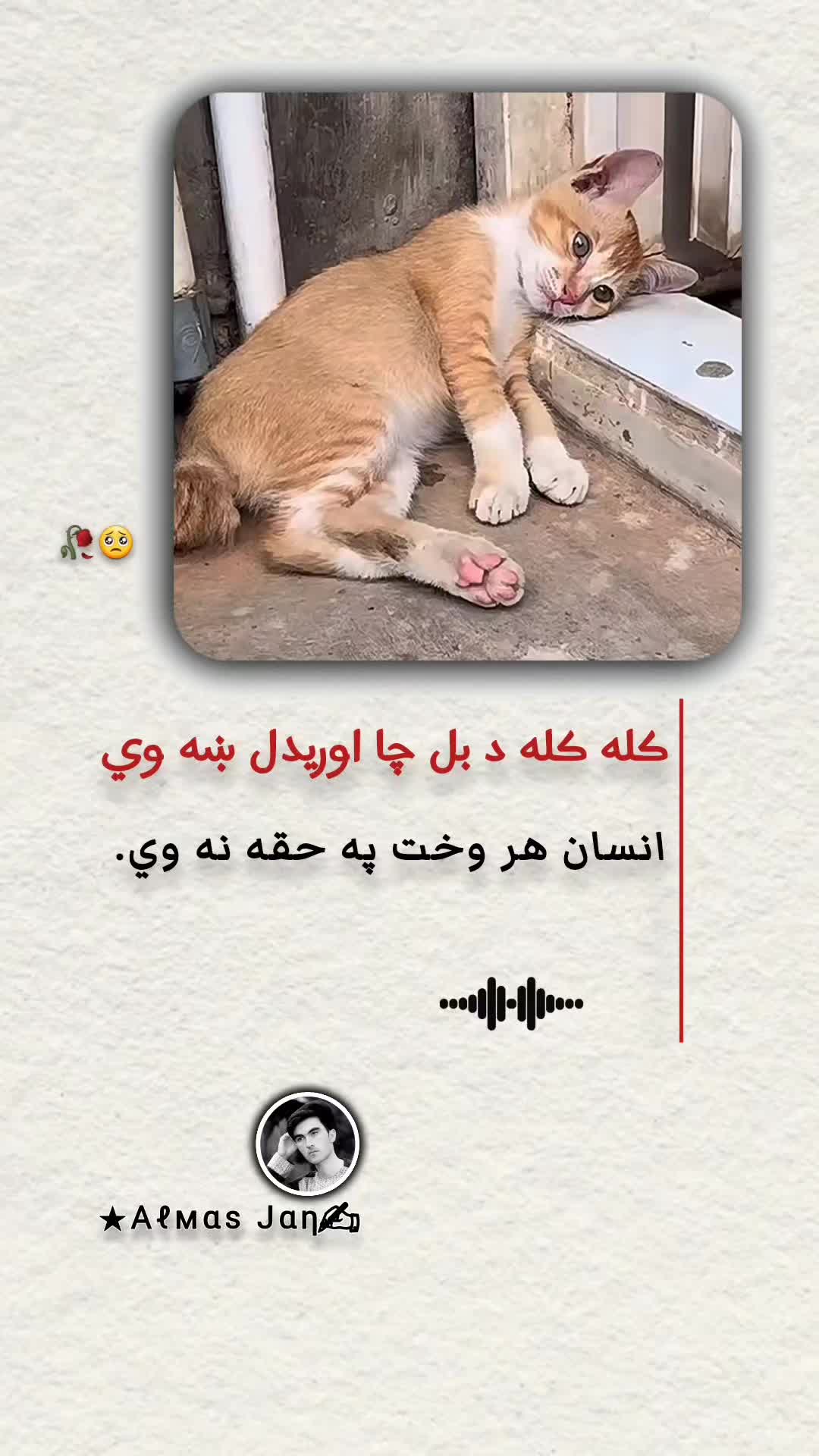 @𓆩𝐀𝐥𝐦𝐚𝐬 𝐉𝐚𝐧𓆪