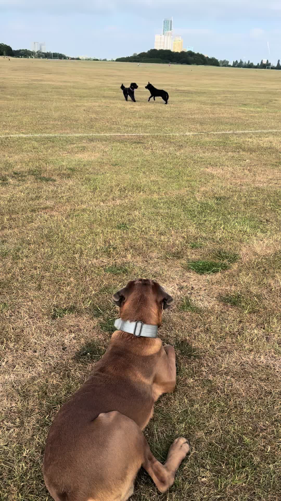 @Chicocanecorso