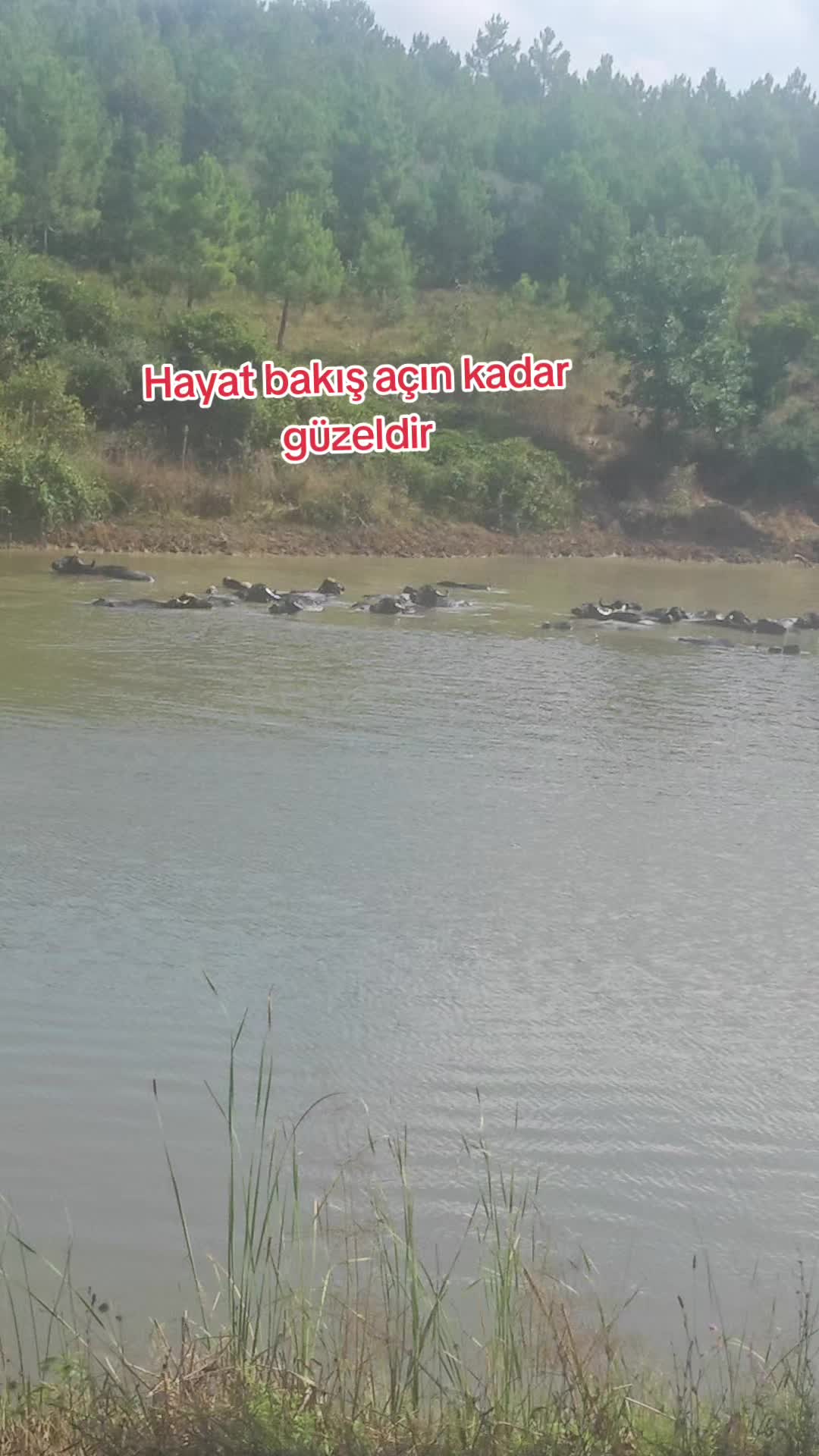 @Süleyman