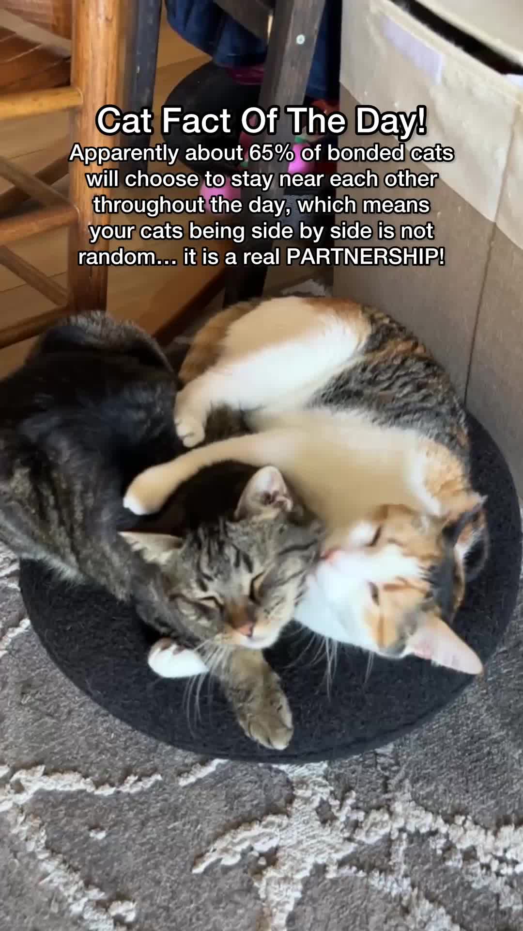 @Chip The Manx