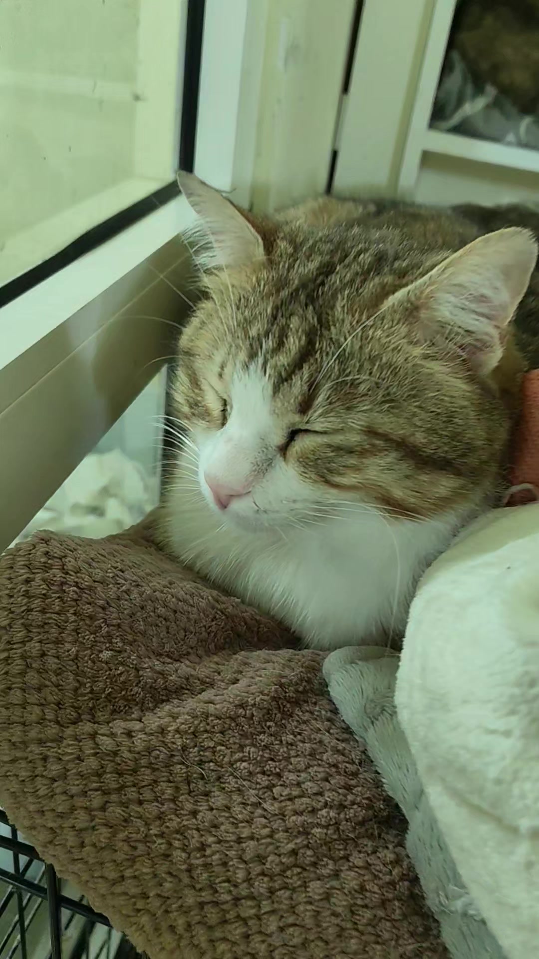 @CAToo Cat Rescue Armenia