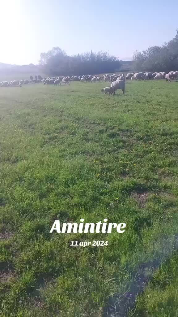 @Alin Marţii