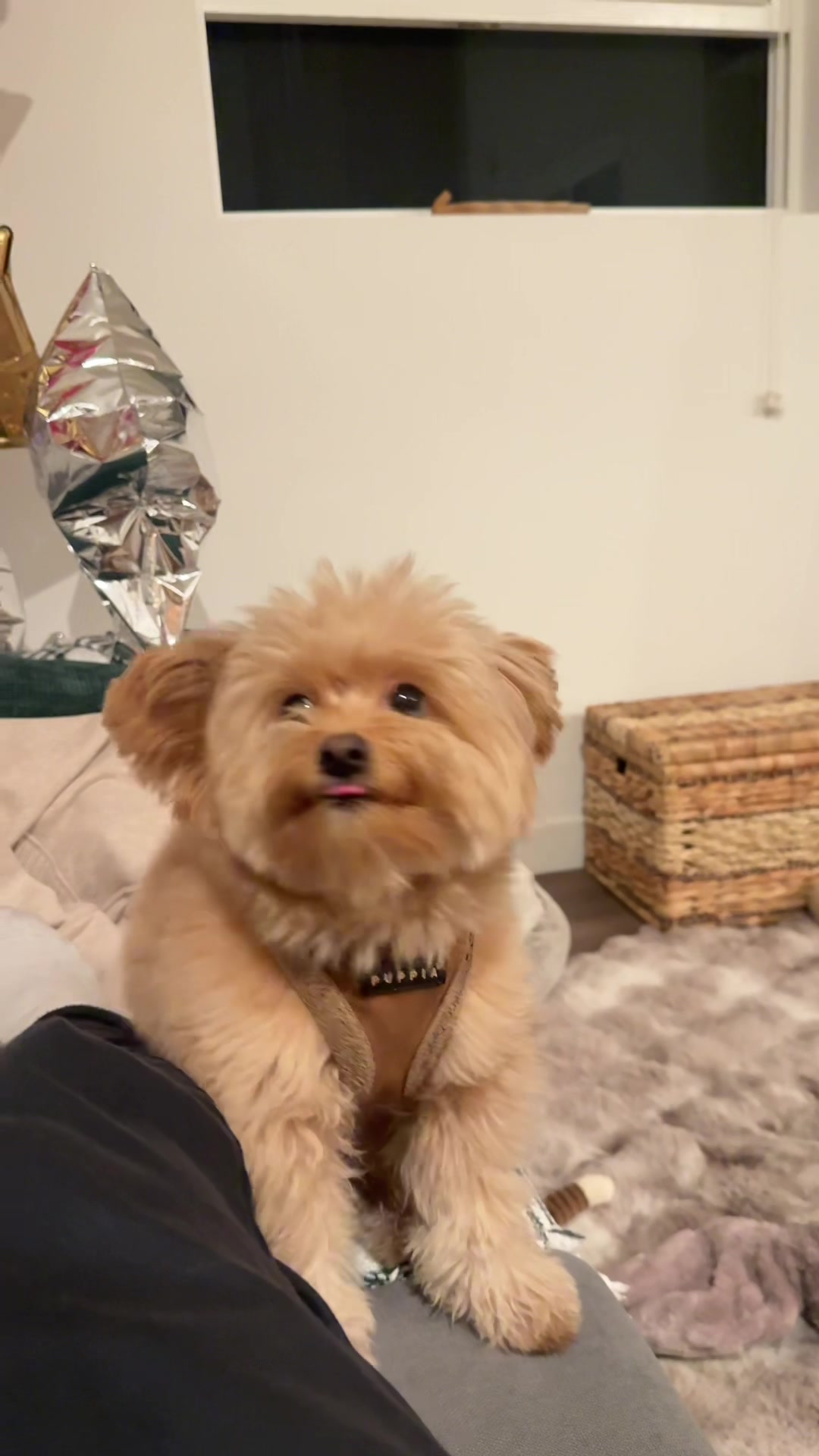 @pomapoo.barney