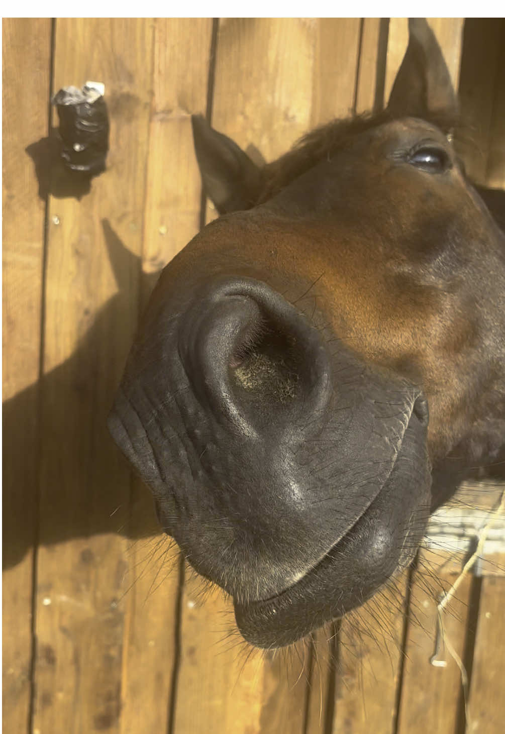 @Equestelli