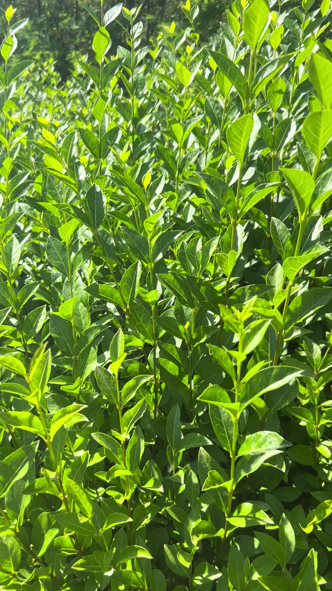 @Plantează