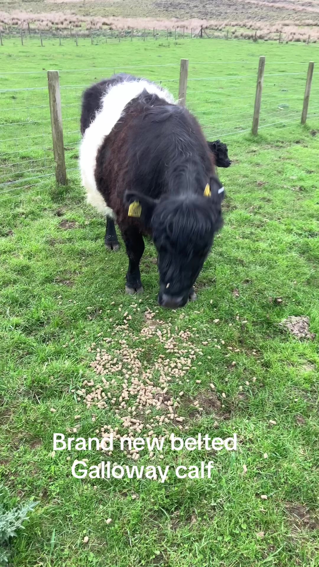 @Highland Coo Clan