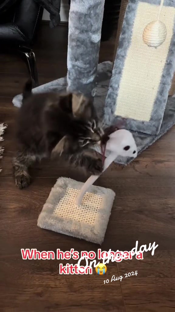 @Gus & Sully Maine Coon Boys