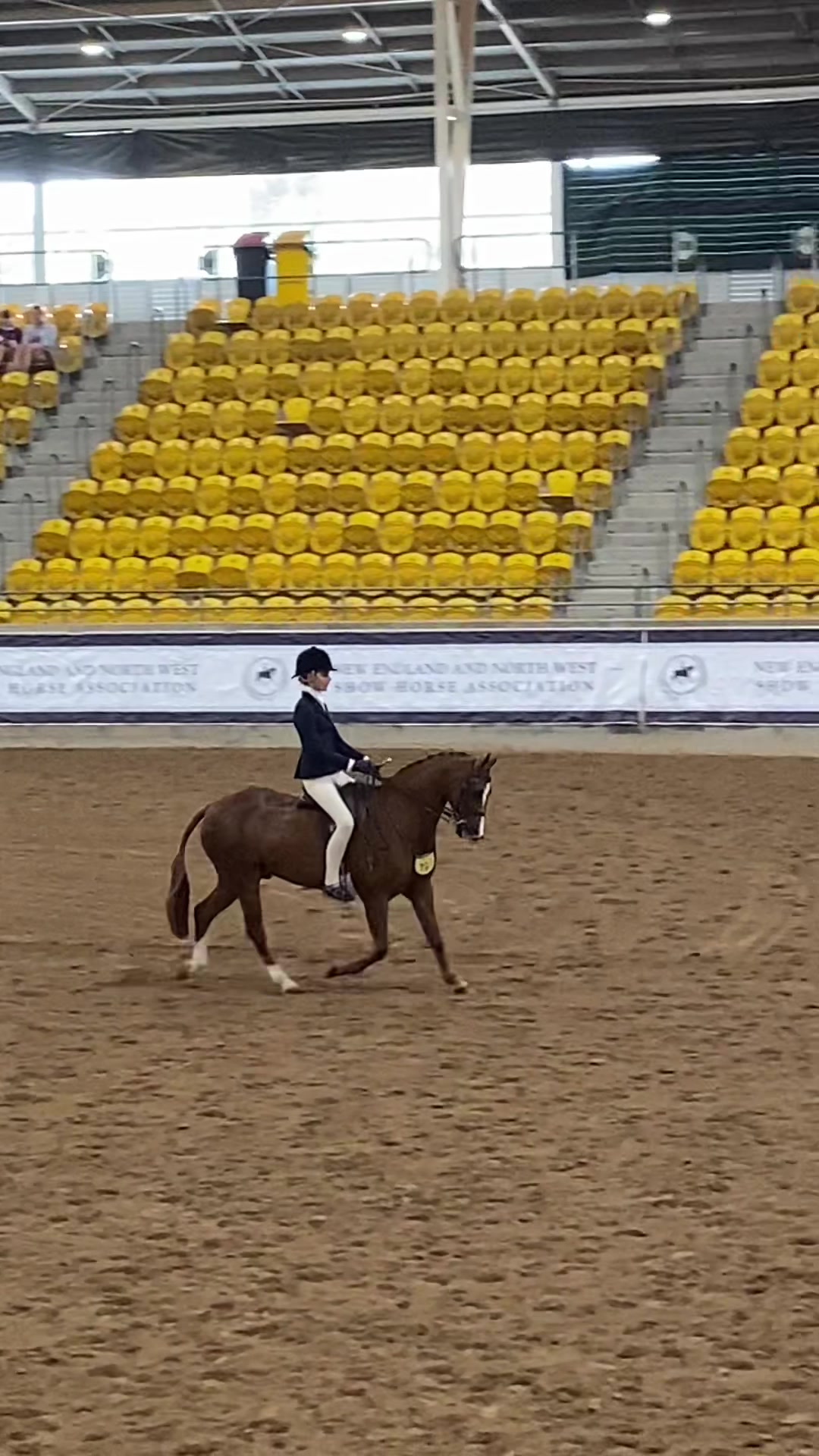 @AR show horses