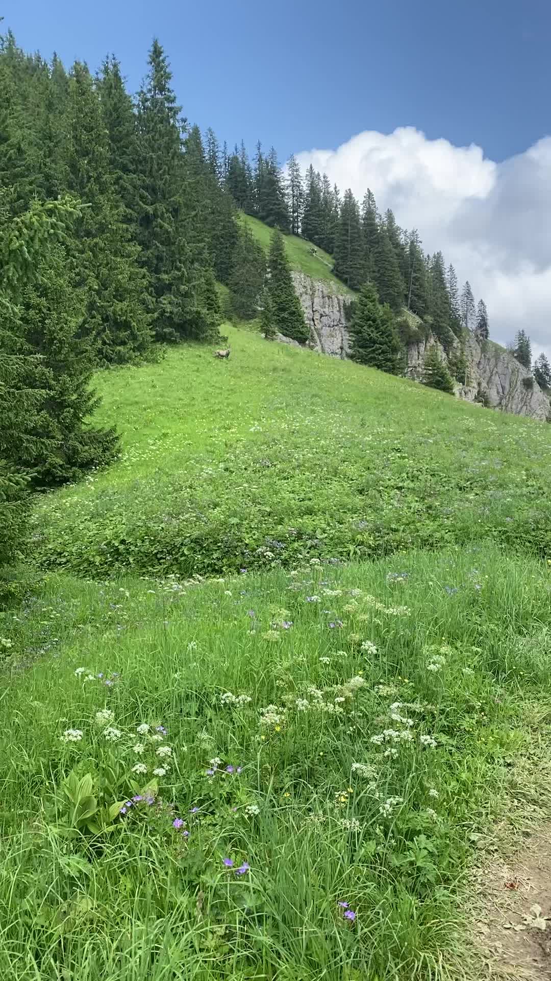 @Tijam_Valipoornemaki