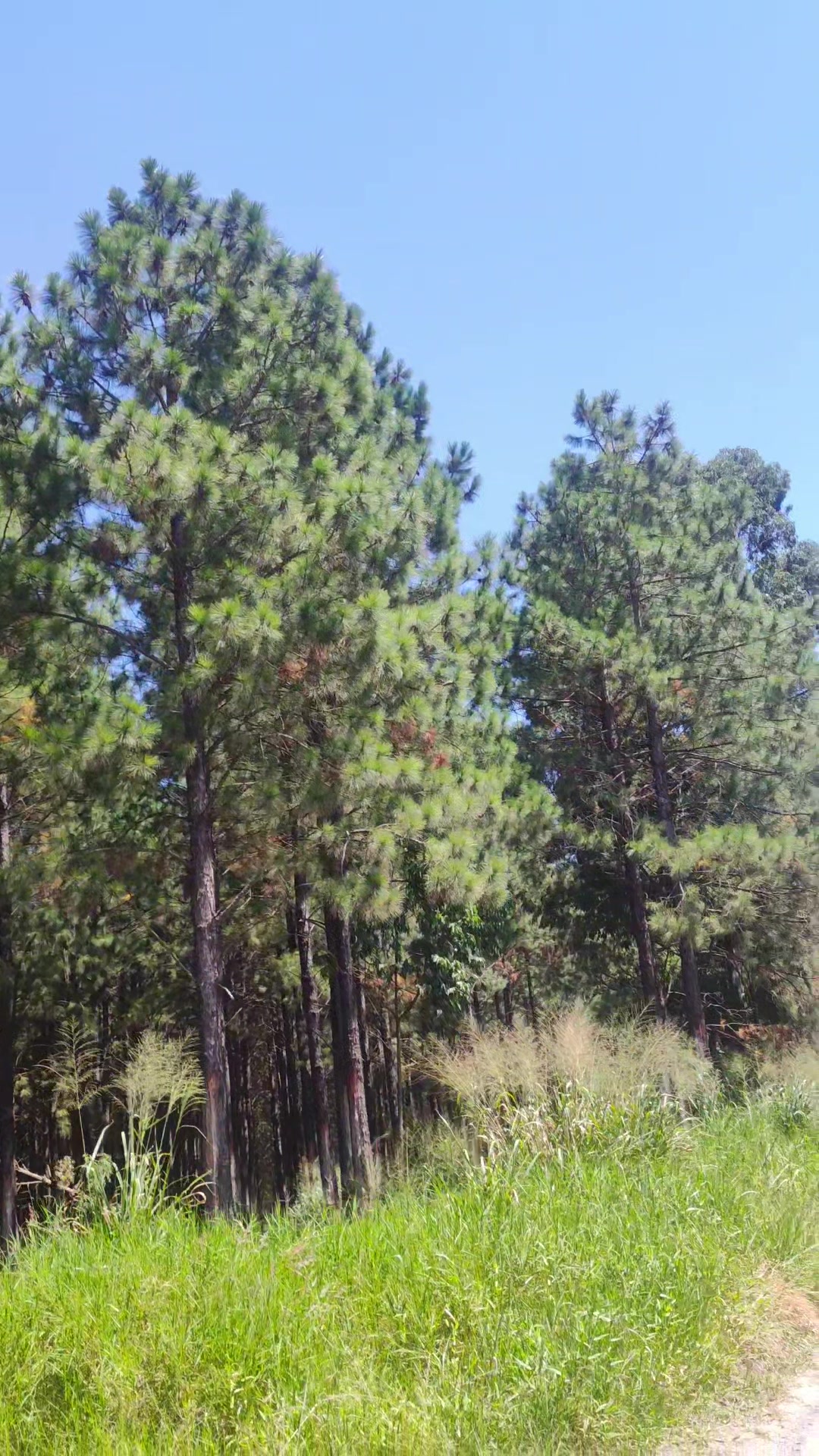@WHresinas 🌲🛢️
