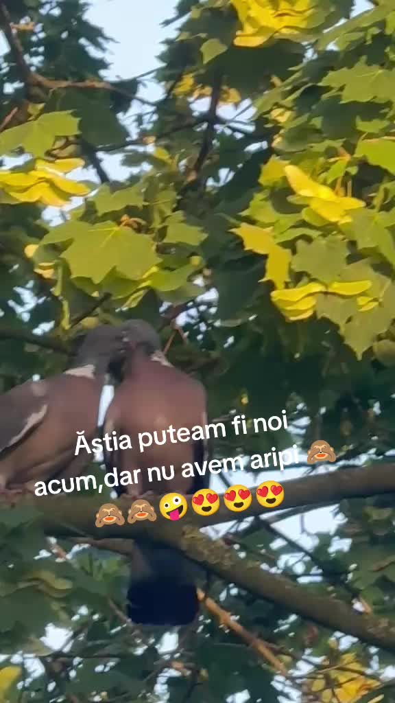 @Ciulaie Scandal 💪❤️