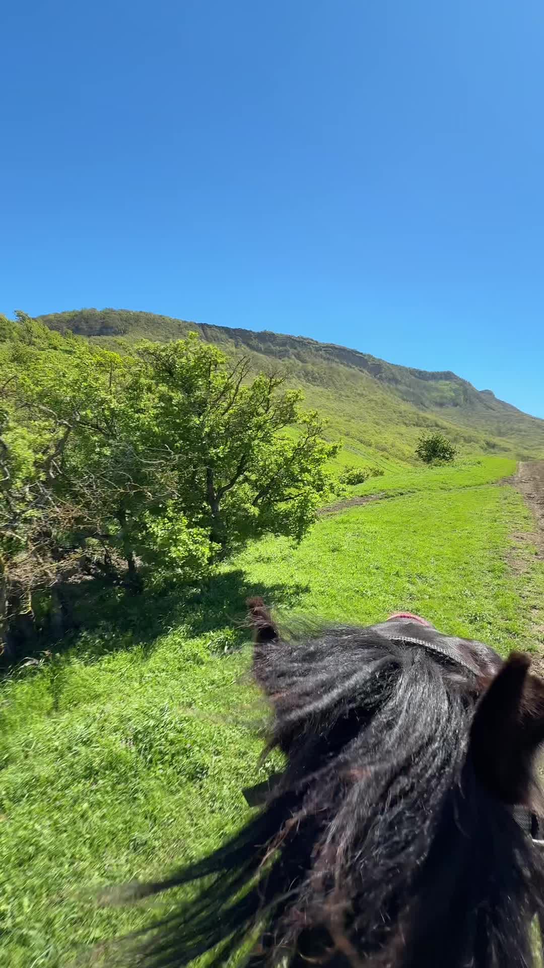 @horselakia