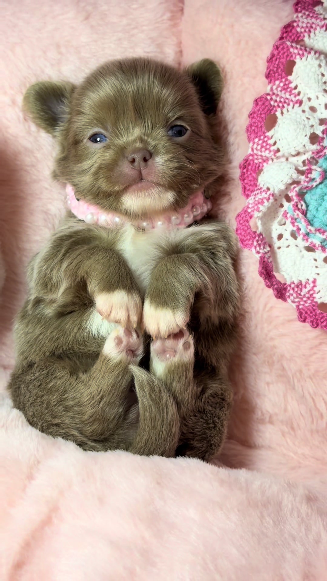 @Xhiana Chihuahuas. 🇪🇸