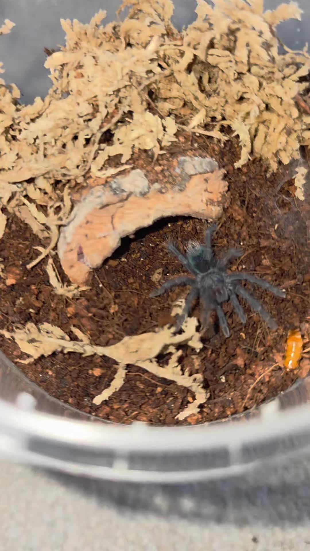 @selinas_spiders