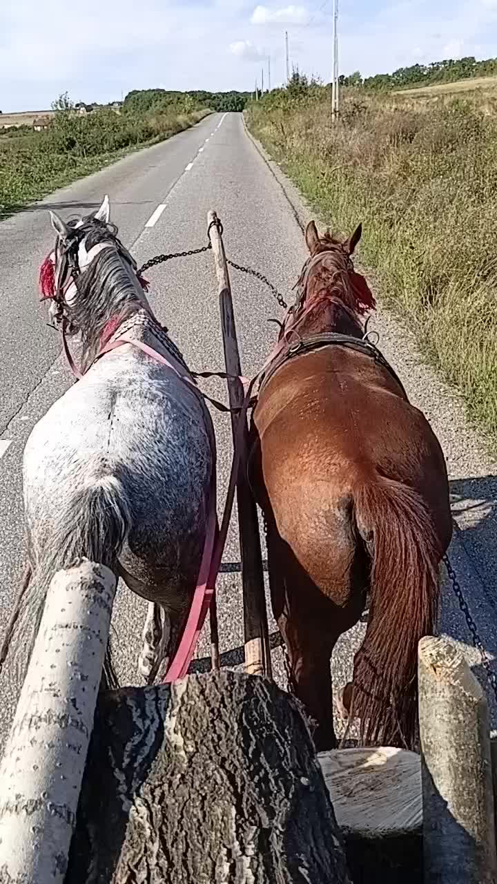 @regele nr 1
