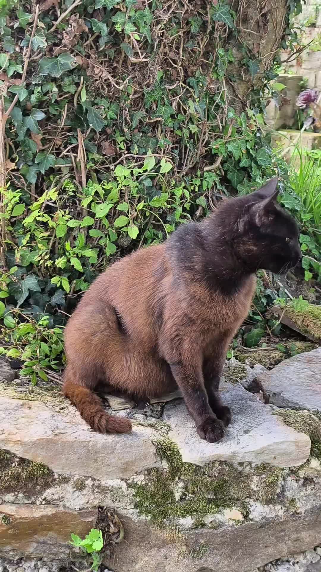 @La loca de los gatos