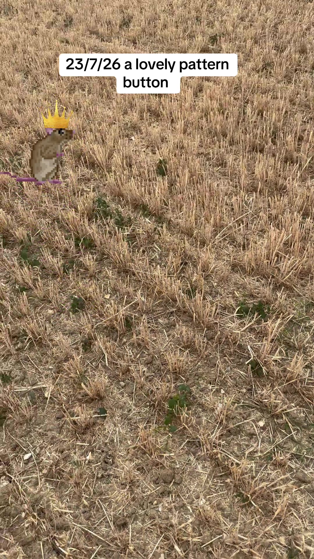 @SirKingRat