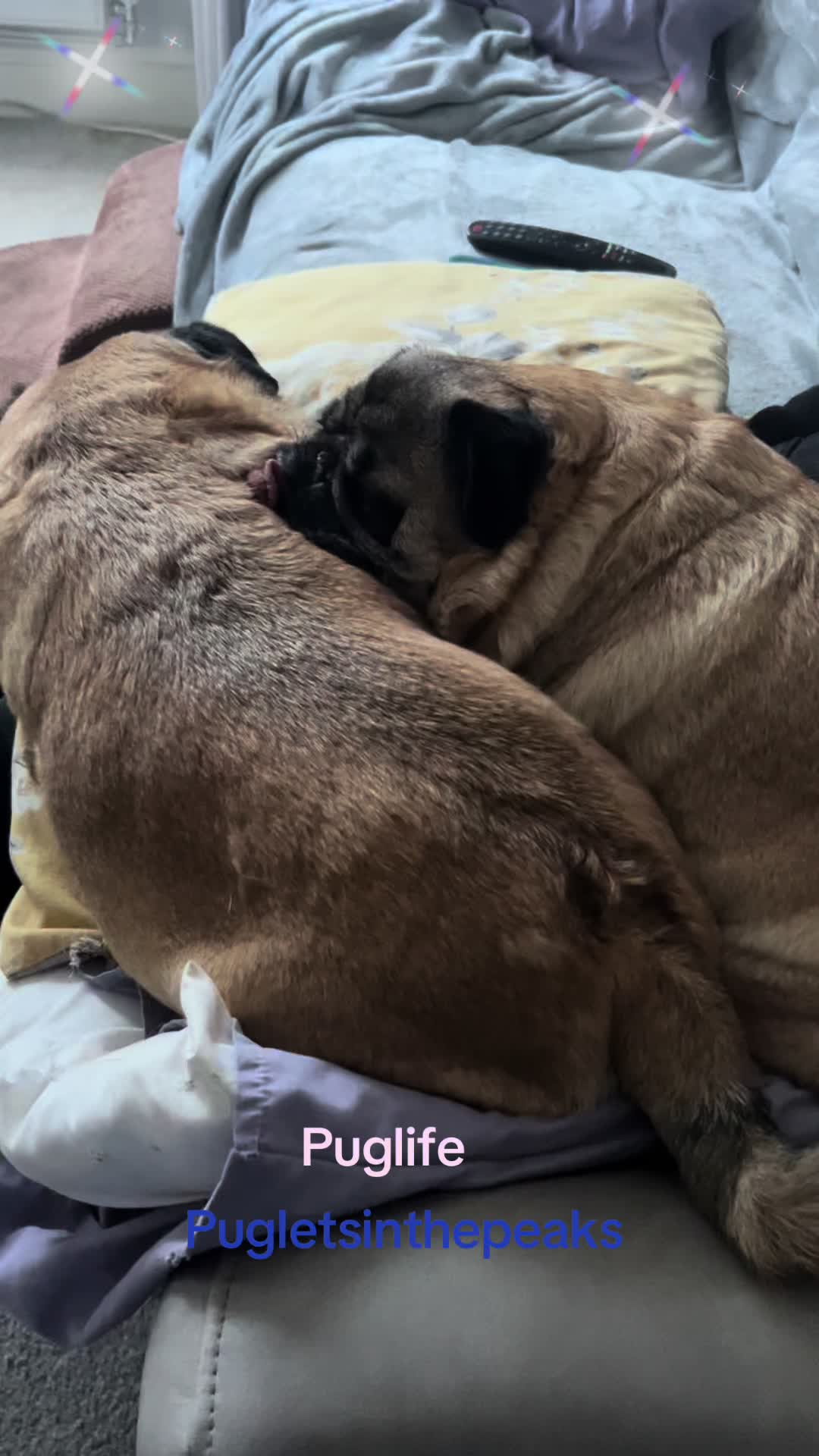 @Puglets in the peaks