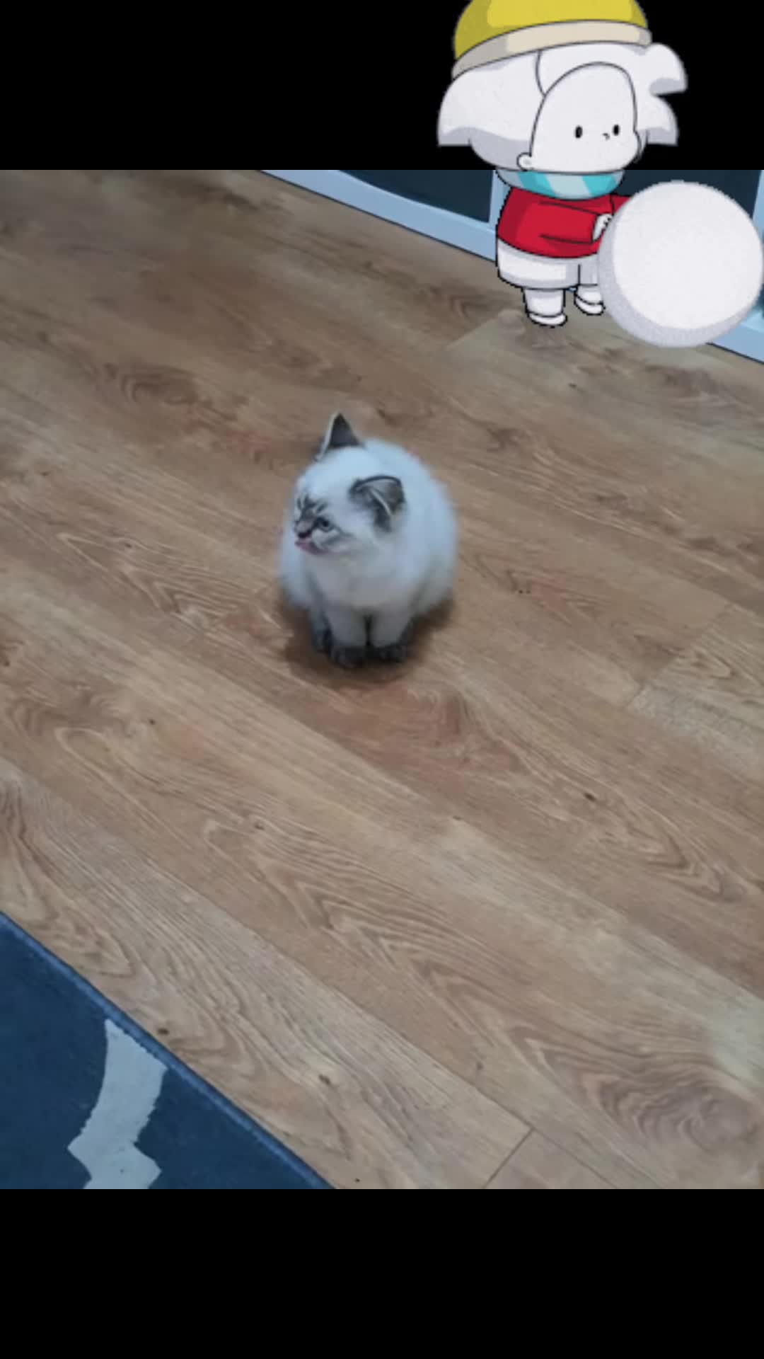 @Daisy The Cat