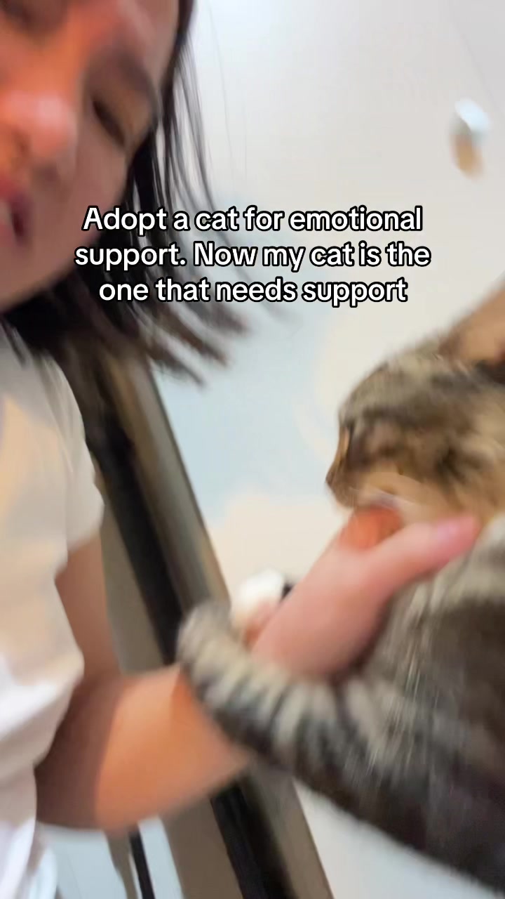 @Mozzie The Cat