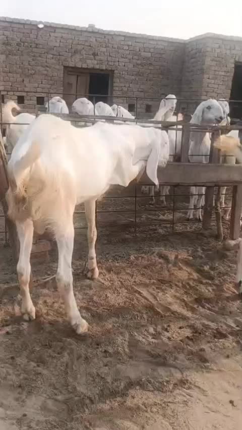 @Tahir.Kashmiri.uk
