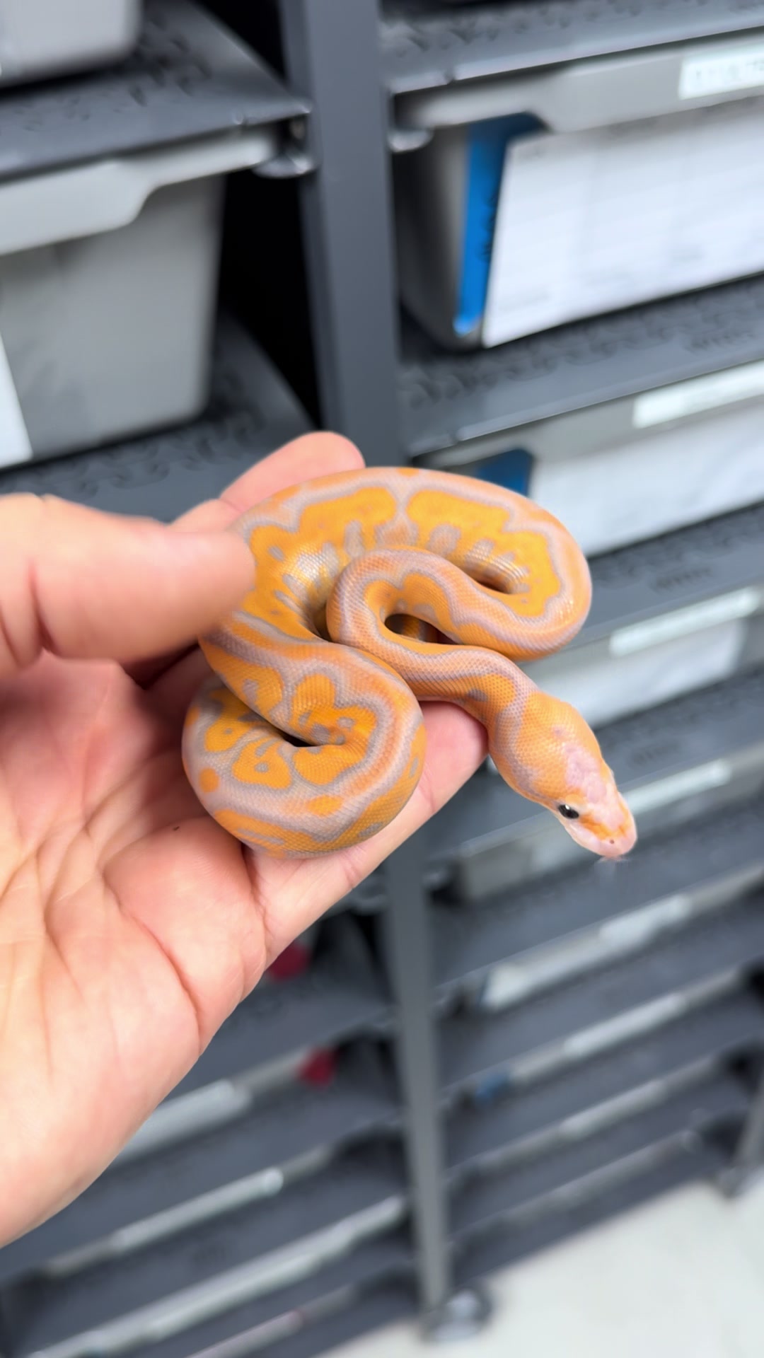 @MasgenReptiles