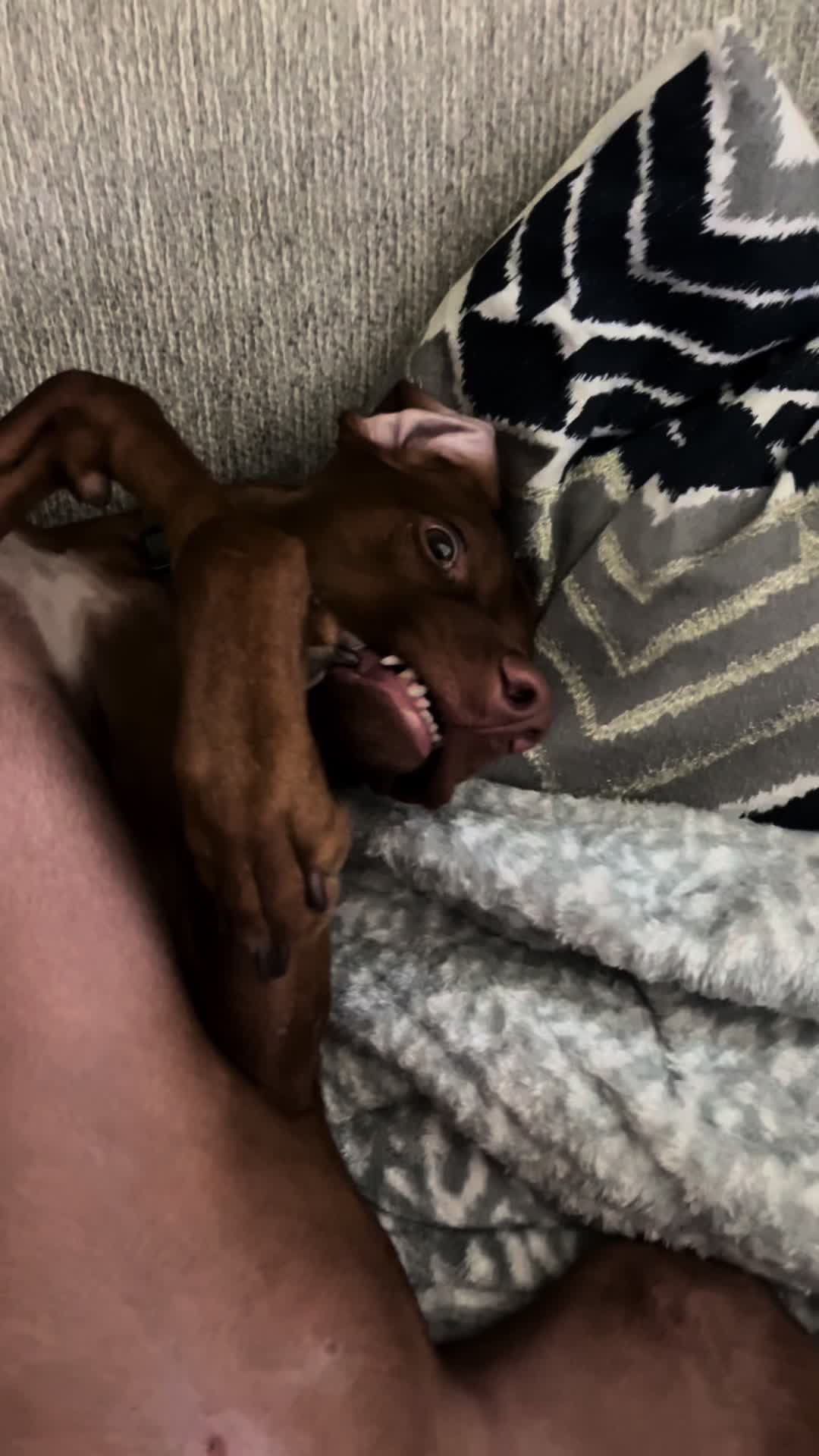 @waylonthevizsla