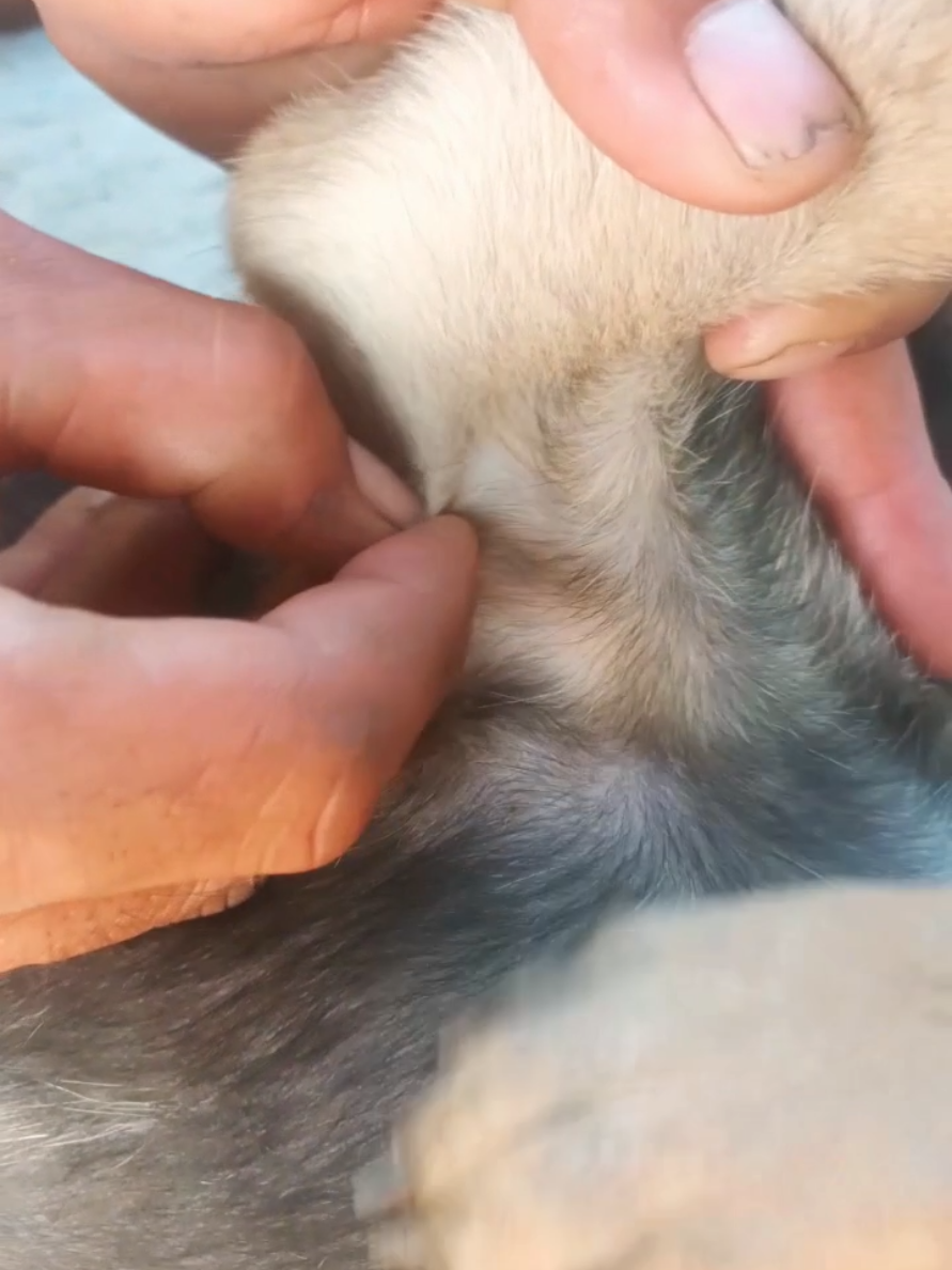 @dog757