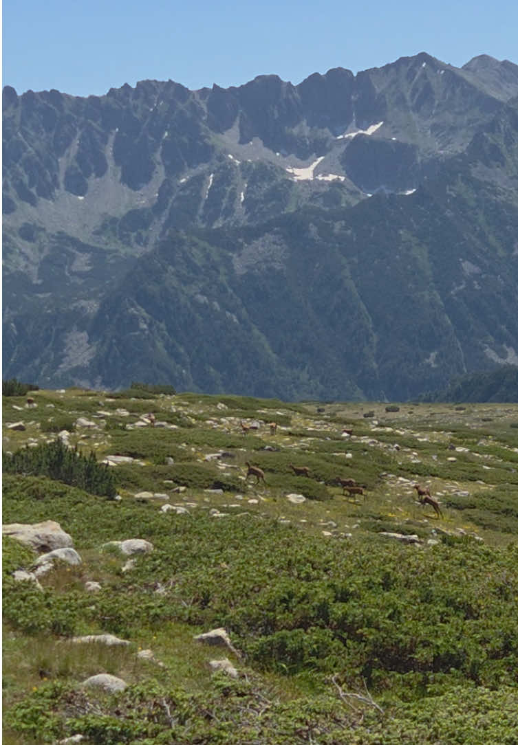 @Pirin