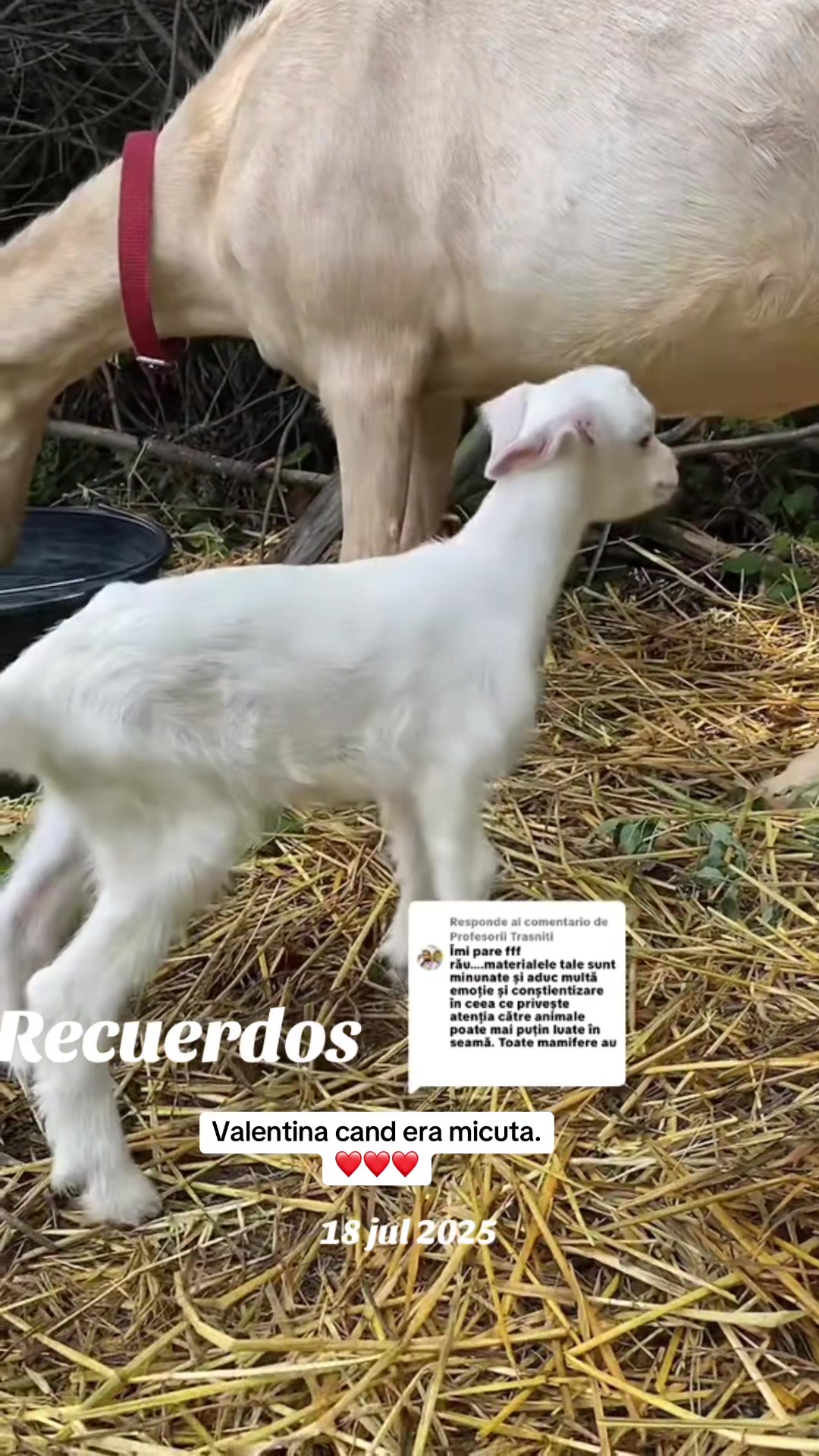 @✨𝕬𝖑𝖎𝖓𝖆𝕬𝖑𝖊𝖘𝖘𝖎𝖆✨
