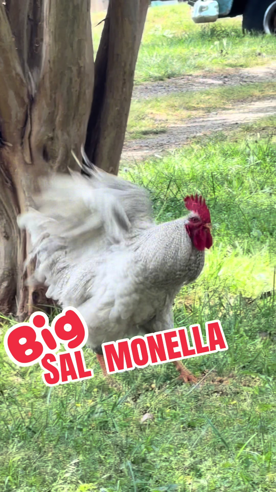 @Eggrollio