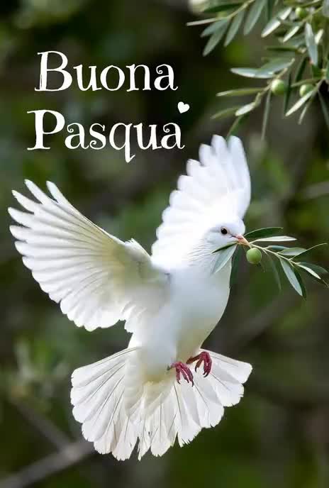 @giannimassa