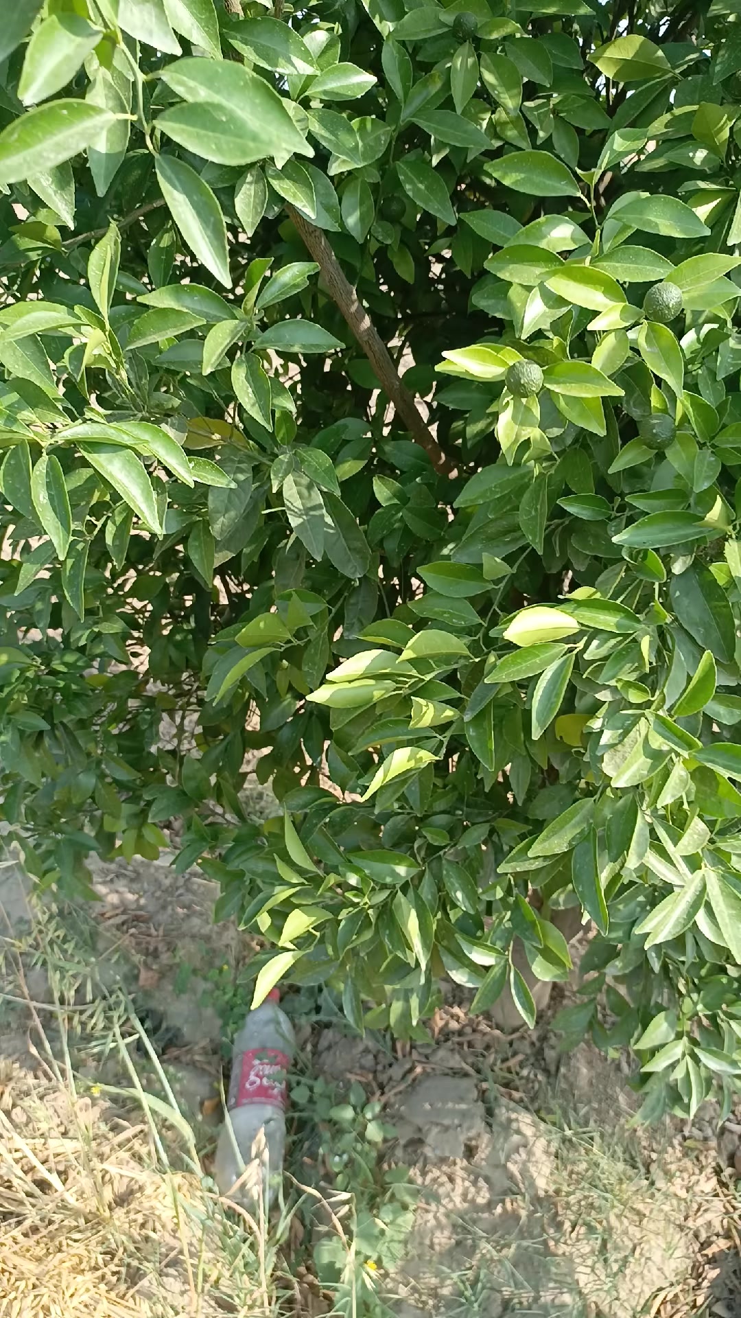 @Mr.Tori.Farming (pathologist)