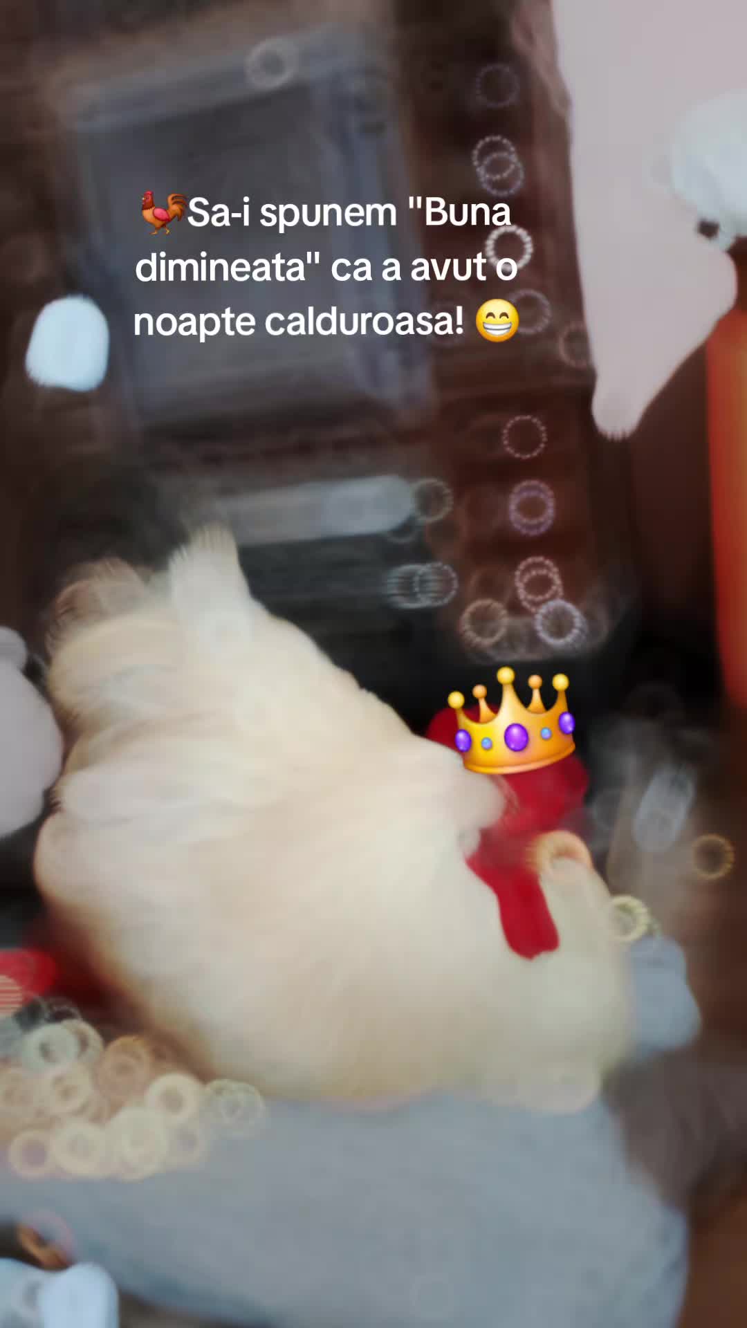 @Nicoleta Meli