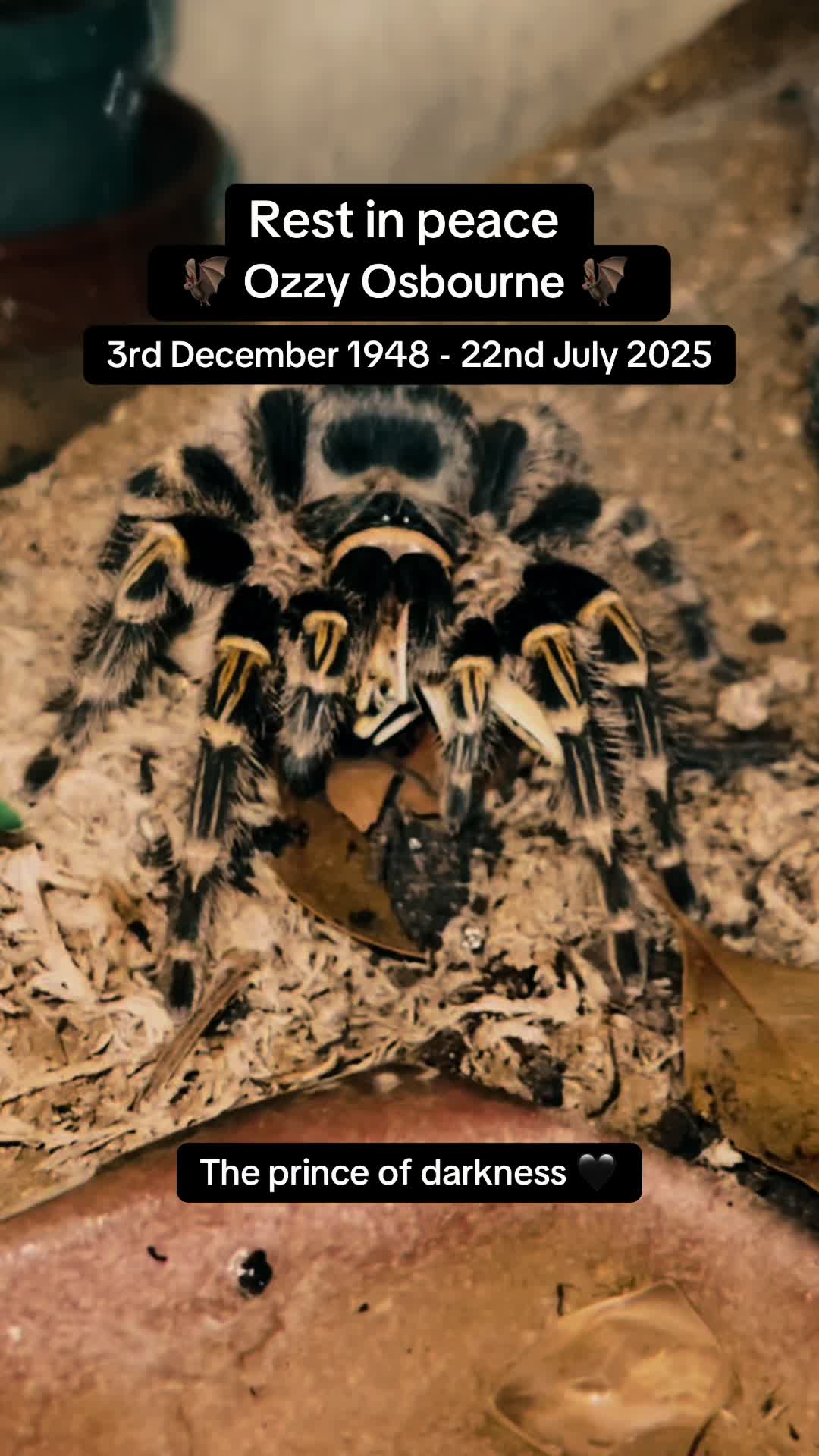@The Tarantula twins 🕷️