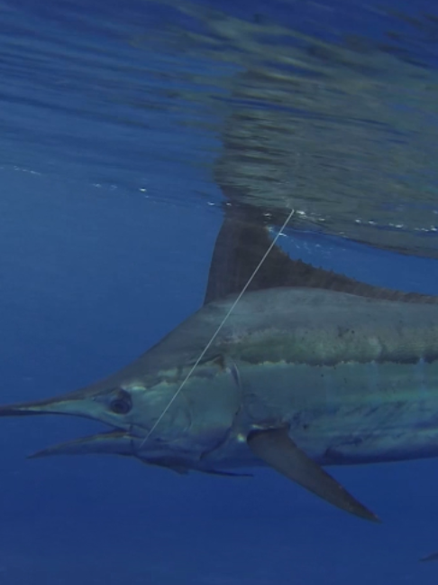 @Fishing TV