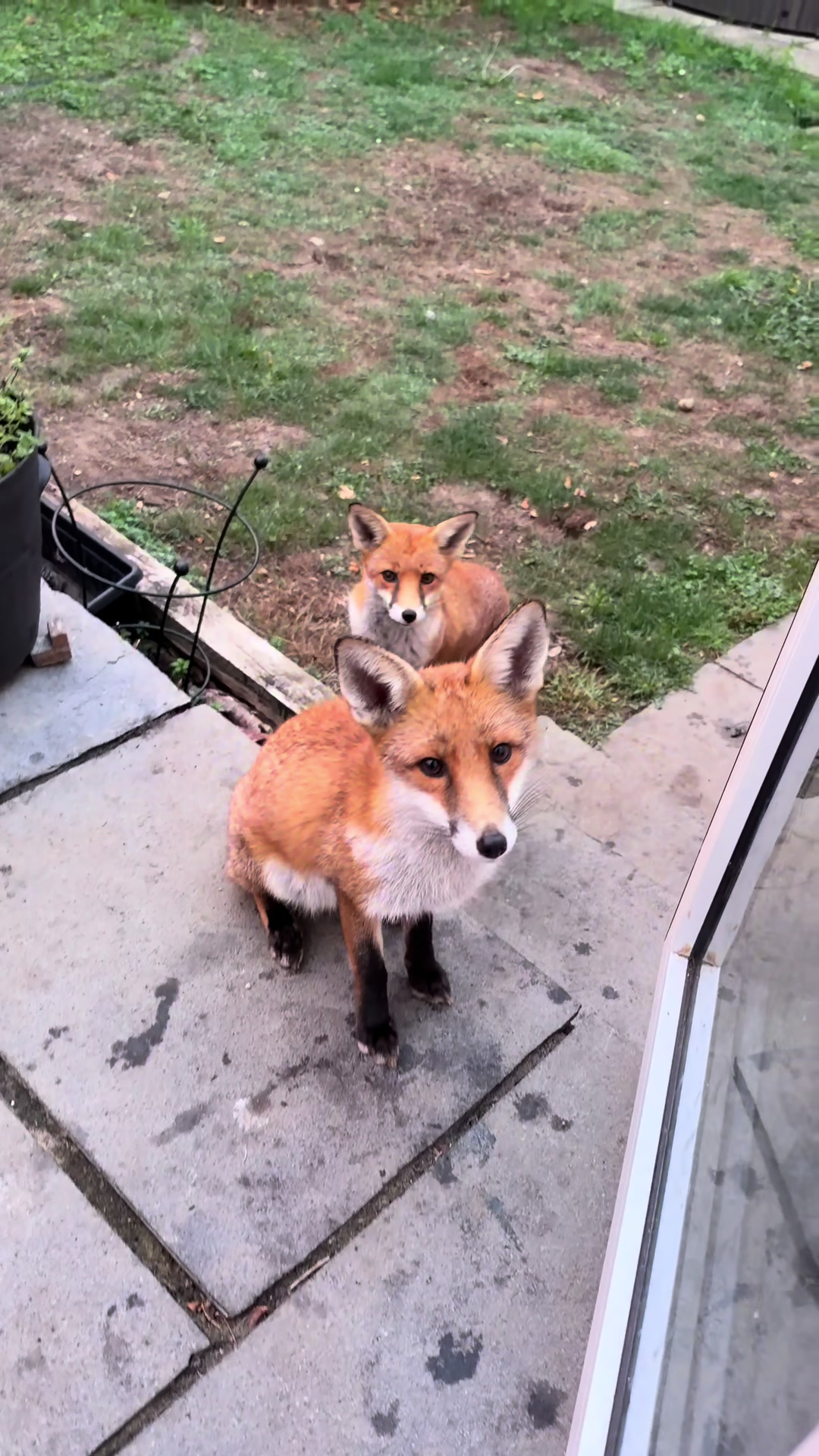 @gp_foxes
