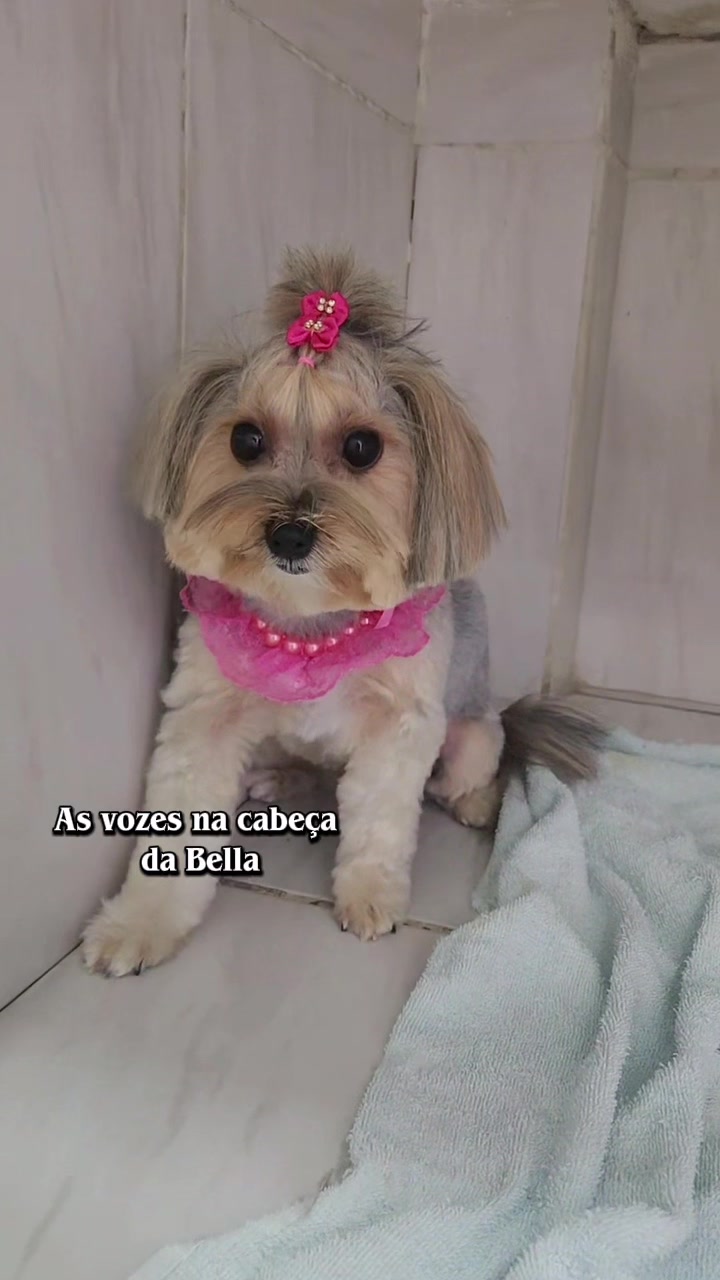 @Francinny Veterinária®️