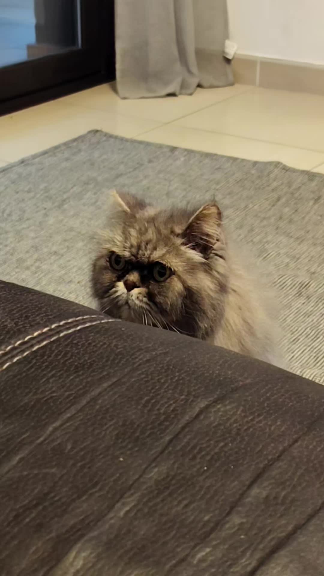 @elgatok