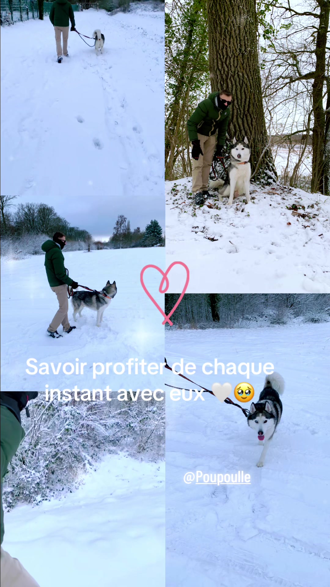 @🐺 PAKO Husky Sibérien